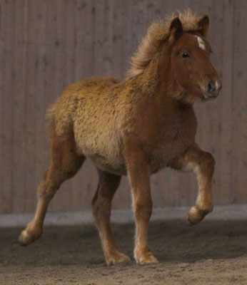 Plina von der Creekside Farm